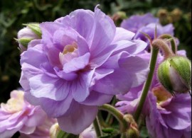 geranium_pratense_summer_skies