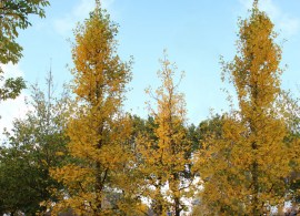 ginkgo-biloba-grindstone