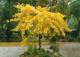 ginkgo-biloba-pendula-4-year-graft1