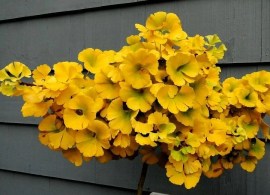 ginkgo_biloba_mariken_094