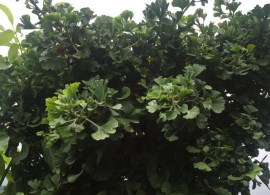 ginkgo_biloba_mariken_09
