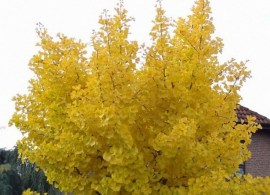 ginkgo_biloba_mariken_11
