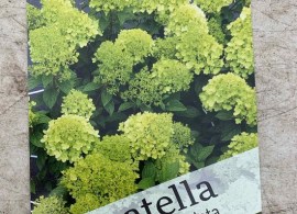 gortenziya-panatella