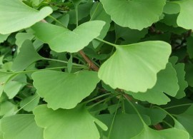 grindstoneginkgoleaves