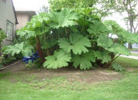 gunnera