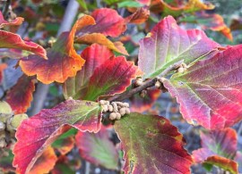 hamamelis-amethyst-leaf