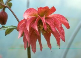 hellebore-39958