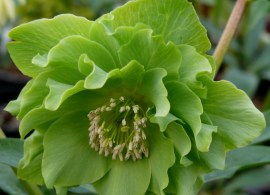 helleborus-2018058-8f5febd1-4f01-4673-9d71-0cfff19c6123