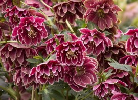 helleborus-amethyst-gem-2