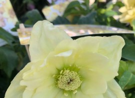 helleborus-quintessa-sun-768x1024-1
