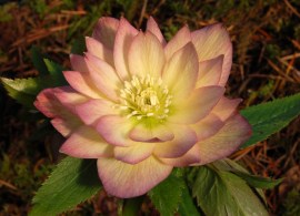 helleborus_amber_gem_6b