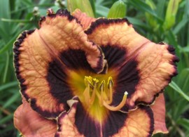 hemerocallis-awesome-blossom
