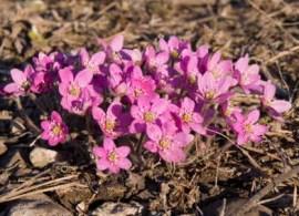 hepatica_nobilis_pink_large