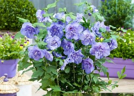 hibiscus-blue-chiffon2