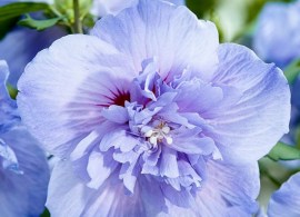 hibiscus-blue-chiffon750x750