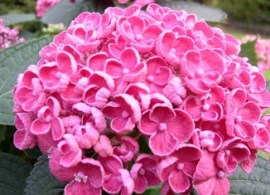 hovariahopcorncupink1