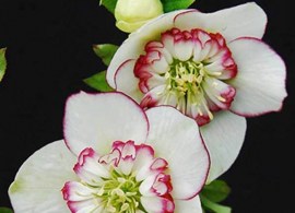hpipe-0-helleborus-picotee-pearl-sk.1574091016