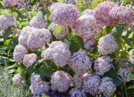 hya7roze_2016-2