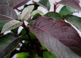 hydrangea-asp.-hot-chocolate4