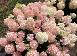 hydrangea-fire-light-tidbit-2_1080_1080_60