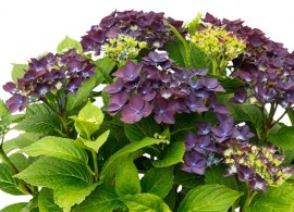 hydrangea-forever-ever-hortbux-blue-015