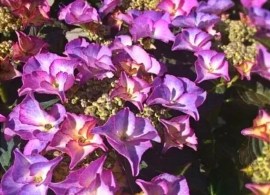 hydrangea-forever-ever-hortbux-blue-017