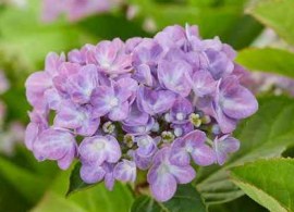 hydrangea-forever-ever-hortbux-blue-01