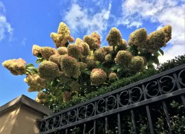 hydrangea-heaven