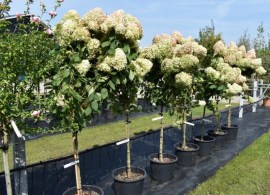 hydrangea-lime-light-halfstam-pluimhortensia1
