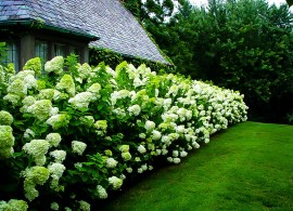 hydrangea-limelight-1