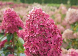 hydrangea-limelight-prime-13