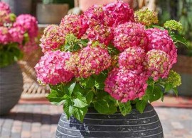 hydrangea-macrophylla-endless-summer-summer-love-red-01