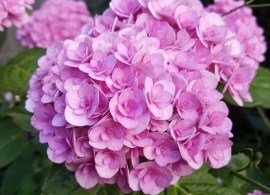 hydrangea-macrophylla-love-hydrangea9