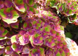 hydrangea-macrophylla-magical-red-amethyst-hokomareda-ppf-blue-1154-p