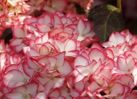 hydrangea-macrophylla-mirai-2