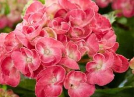 hydrangea-macrophylla-royalty-rosie-pink-02