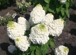 hydrangea-magical-mont-blanc