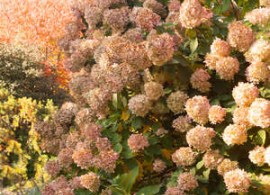 hydrangea-paniculata-limelight