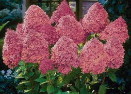 hydrangea-paniculata-magical-fire