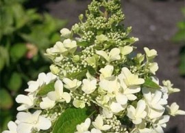 hydrangea-paniculata-magical-himalaya