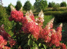 hydrangea-paniculata-pinky-winky-3