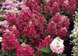 hydrangea-paniculata-vesuvio-hortensja-bukietowa