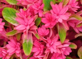 hydrangea-princess-diana-2