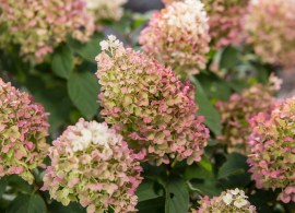 hydrangea_pan_little_hottie_cbailey4(1)