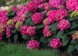 hydrendlesssummersummercrush-416-11974-1-t-m-76a34fe7eeca4534b6bf7ee65f29bcf6