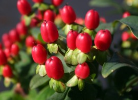 hypericum-inodorum-autumn-blaze-zveroboj-nepakhuchij-autumn-blaze31