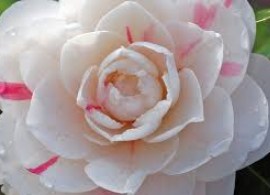 images41