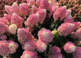images62