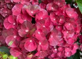 images65