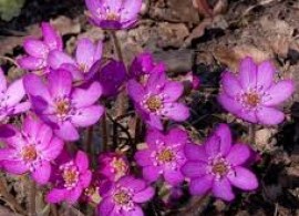 images9